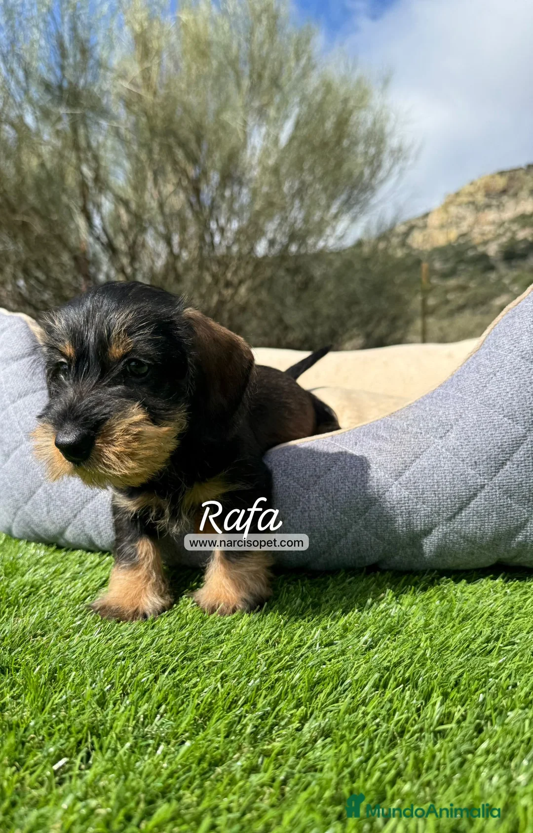 Teckel Miniatura perros en venta: TECKEL MINI PELO DURO - Anuncio 3