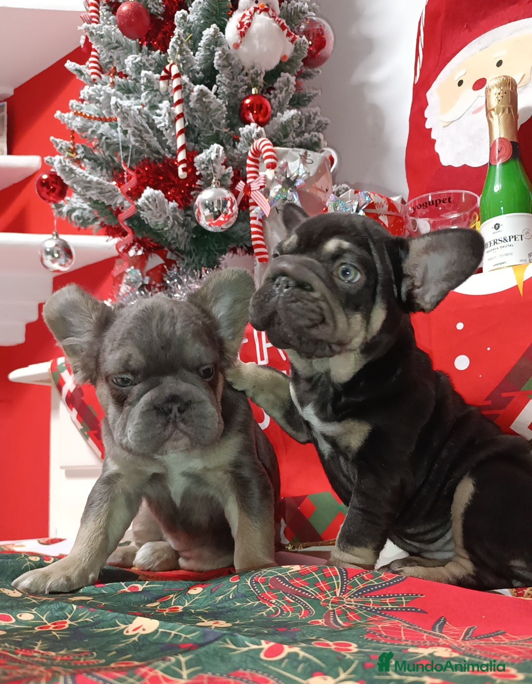 Bulldog Francés perros en venta: Bulldog Big rope  - Anuncio 3