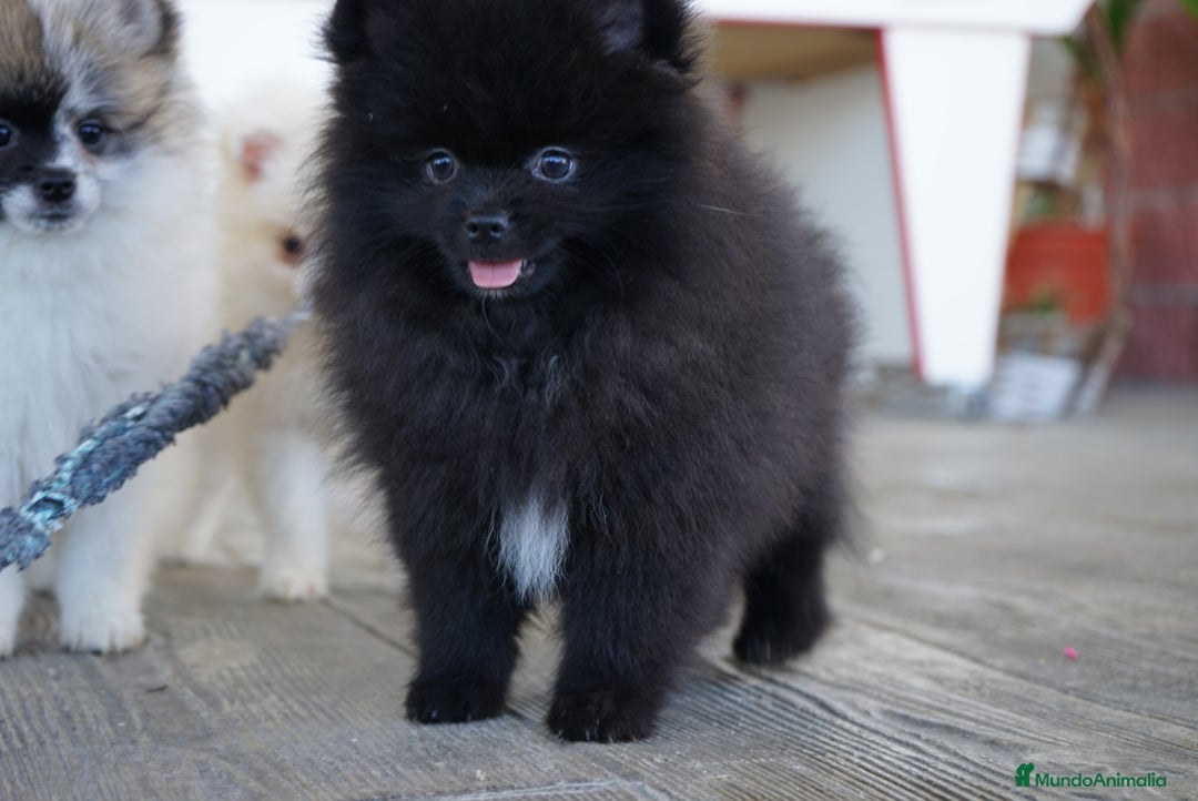 Pomerania perros en venta: 🐾 Sparky, Monk, Frosty y Prodigy – Pomerania ✨ - Imagen 3