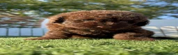Perro de Agua Español perros en venta: PERRO DE AGUA ESPAÑOL-HEMBRA - Anuncio 5
