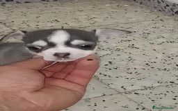 Chihuahua perros en venta: Exclusivos chihuahuas mini toy - Imagen 6