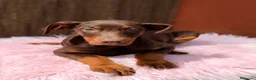 Dobermann perros en venta: Doberman chocolate americana  - Anuncio 6