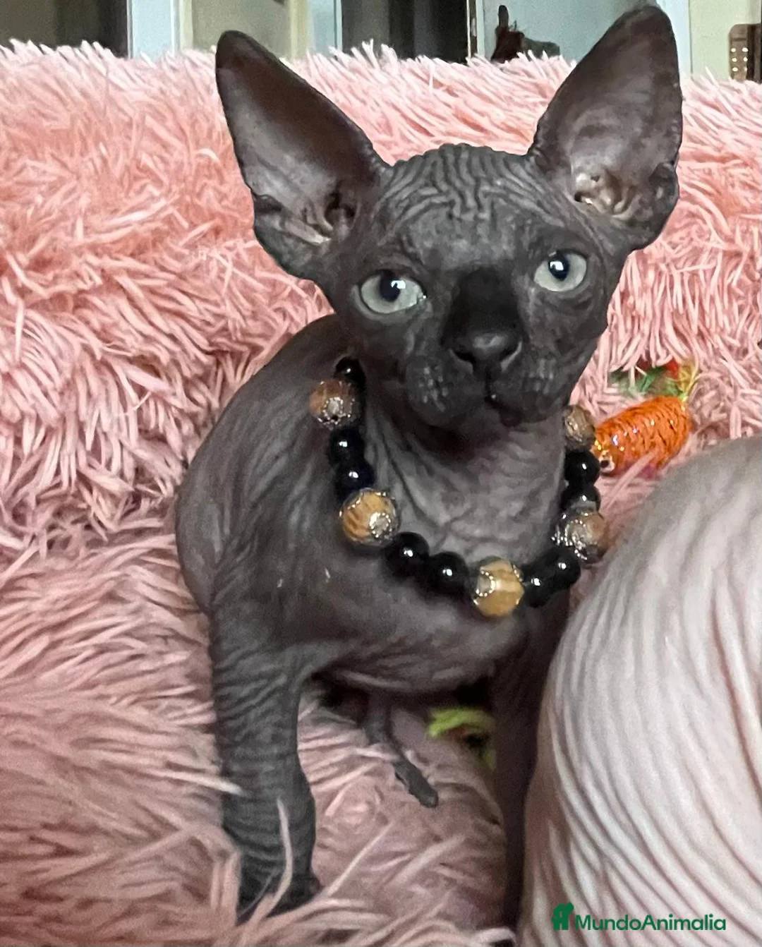 Sphynx gatos en venta: Gatita sphynx color negro! - Anuncio 12