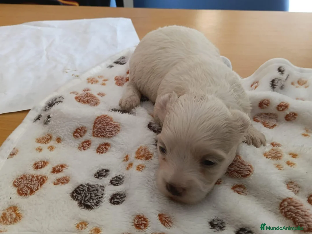 Maltipoo perros en venta: Cachorr@s maltipu - Anuncio 6