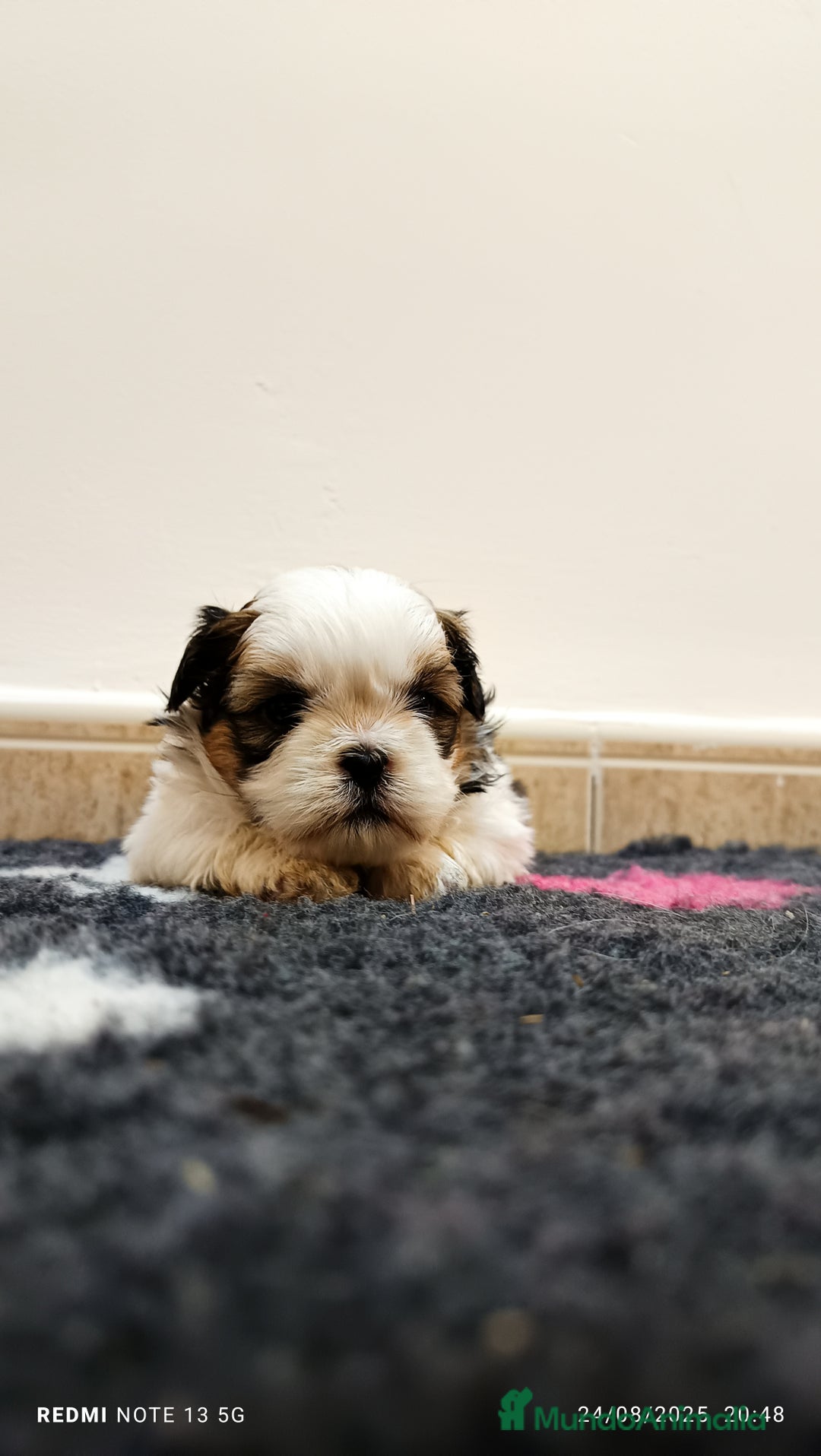 Shih Tzu perros en venta: EXCELENTES CACHORROS - Imagen 6