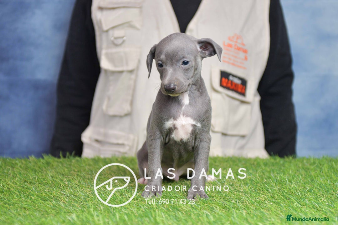 Pequeño Lebrel Italiano perros en venta: Piccolo lebrel italiano - Anuncio 4