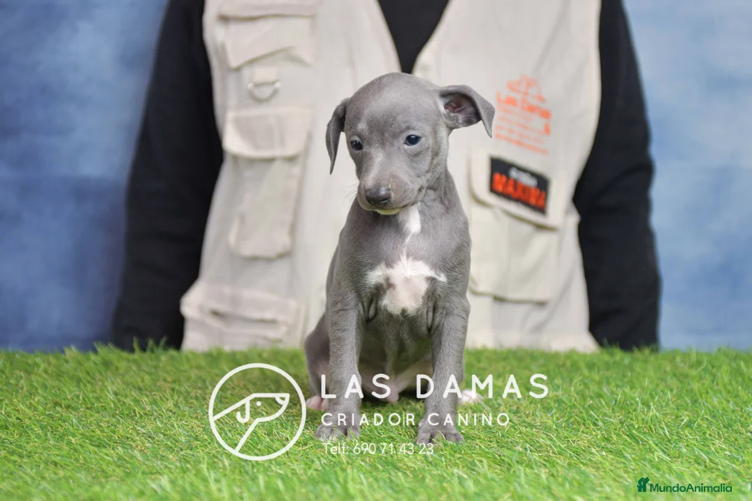 Pequeño Lebrel Italiano perros en venta: Piccolo lebrel italiano - Anuncio 4