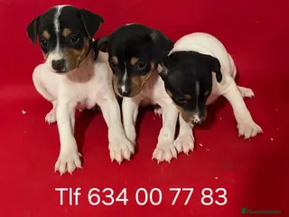 Ratonero Bodeguero Andaluz perros Impresionantes Bodegueros - Anuncio 1