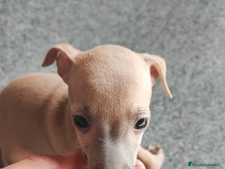 Pequeño Lebrel Italiano perros - Anuncio 5