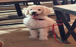 Caniche Gigante perros en venta: Caniche gigante con pedigree - Imagen 2
