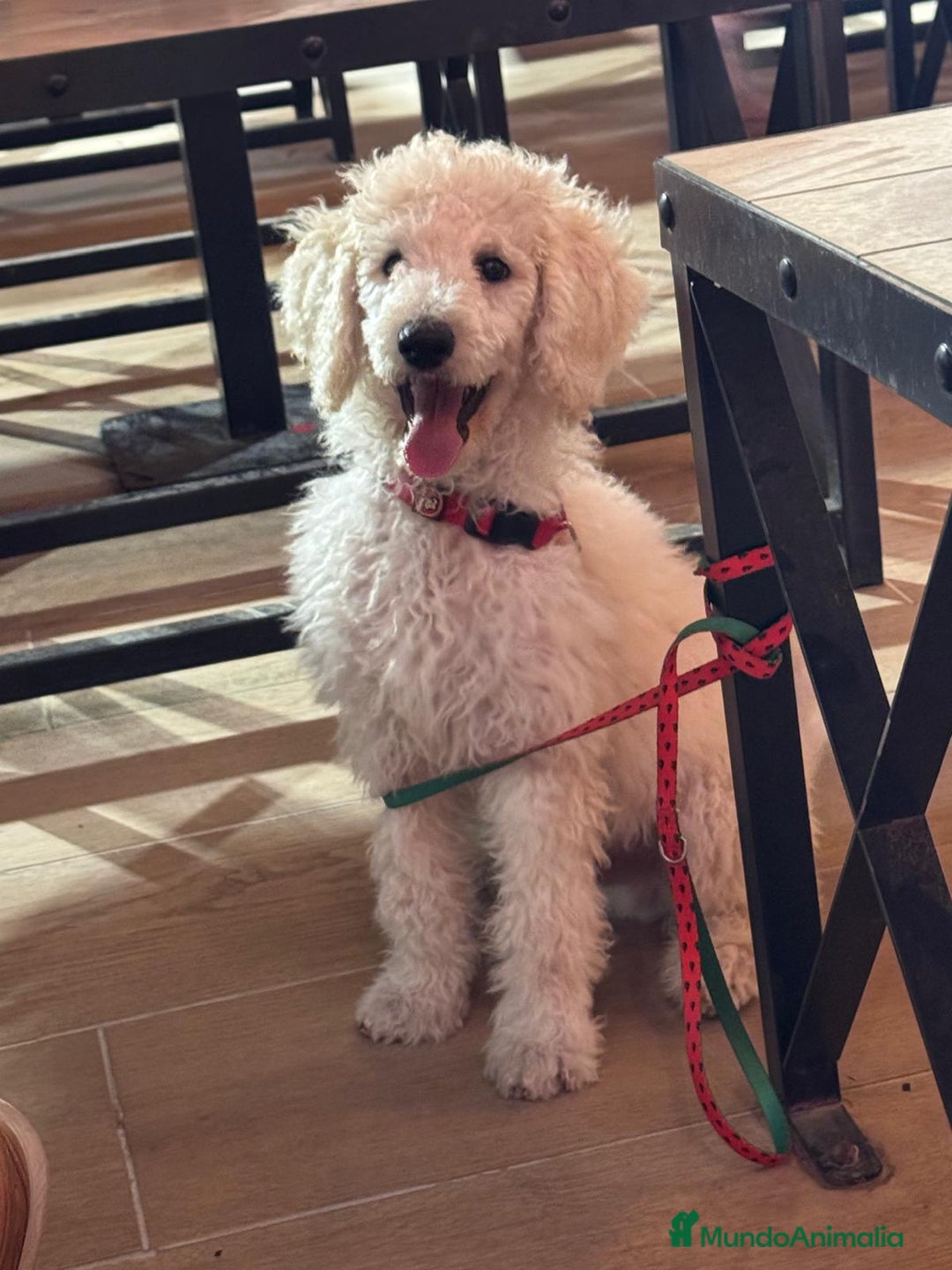 Caniche Gigante perros en venta: Caniche gigante con pedigree - Imagen 2