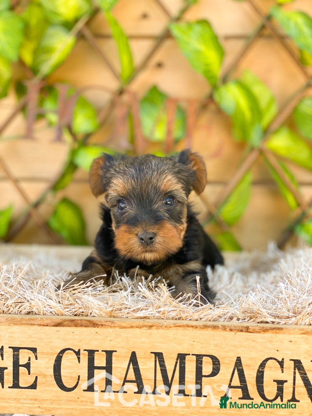 Yorkshire Terrier perros en venta: Camada de Ily - Imagen 3