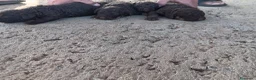 Perro de Agua Español perros en venta: Perro de agua chocolate  - Anuncio 3