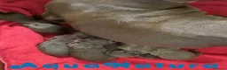Teckel Miniatura perros en venta: Camada Teckel de Kily y Tilo - AQUANATURA en Barcelona - Anuncio 3