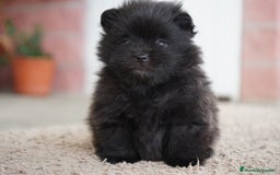 Pomerania perros en venta:  ⸻  🐾 Roscón, Prodigy y Python – Pomeranias 🐾 - Imagen 2