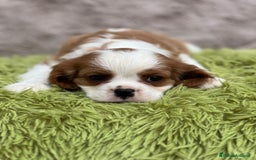 Cavalier King Charles Spaniel perros en venta: Cavalier - Imagen 4