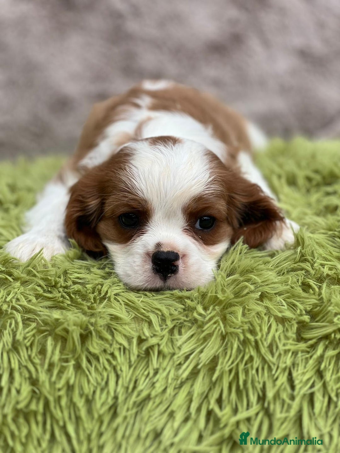Cavalier King Charles Spaniel perros en venta: Cavalier - Imagen 4