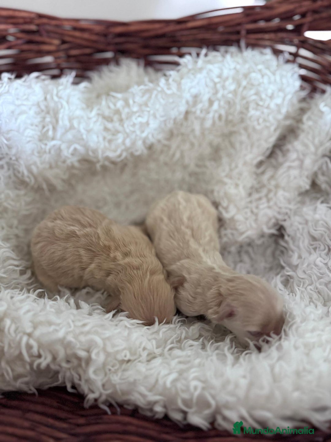 Maltipoo perros en venta: MALTIPOO HEMBRA - Anuncio 8