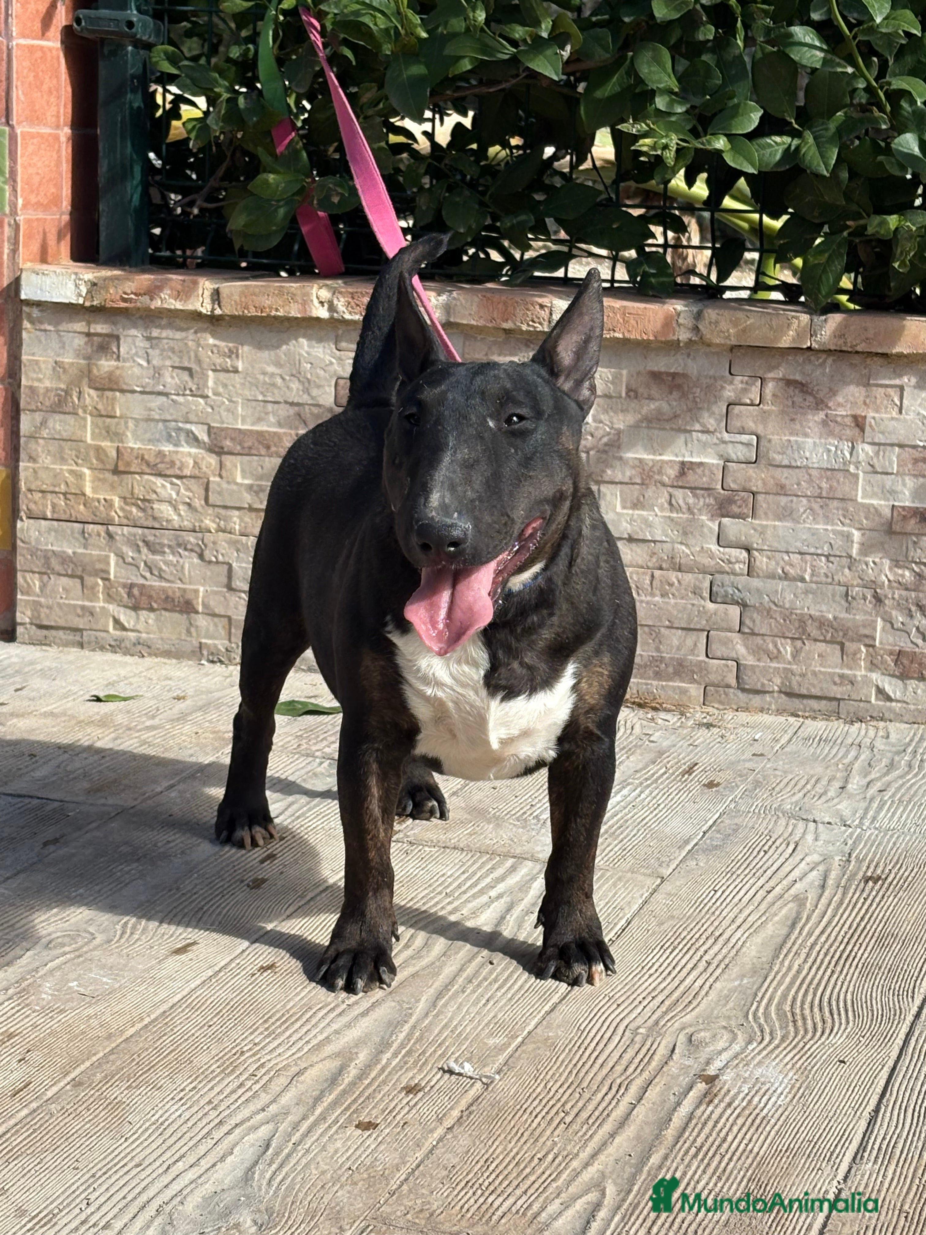 Bull Terrier Miniatura perros Hembra bull terrier mini pedigree  - Anuncio 1