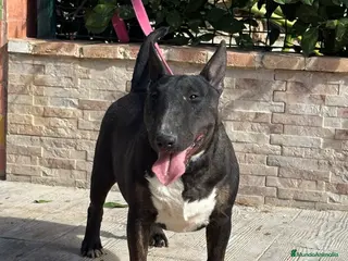 Bull Terrier Miniatura perros Hembra bull terrier mini pedigree - Anuncio 1