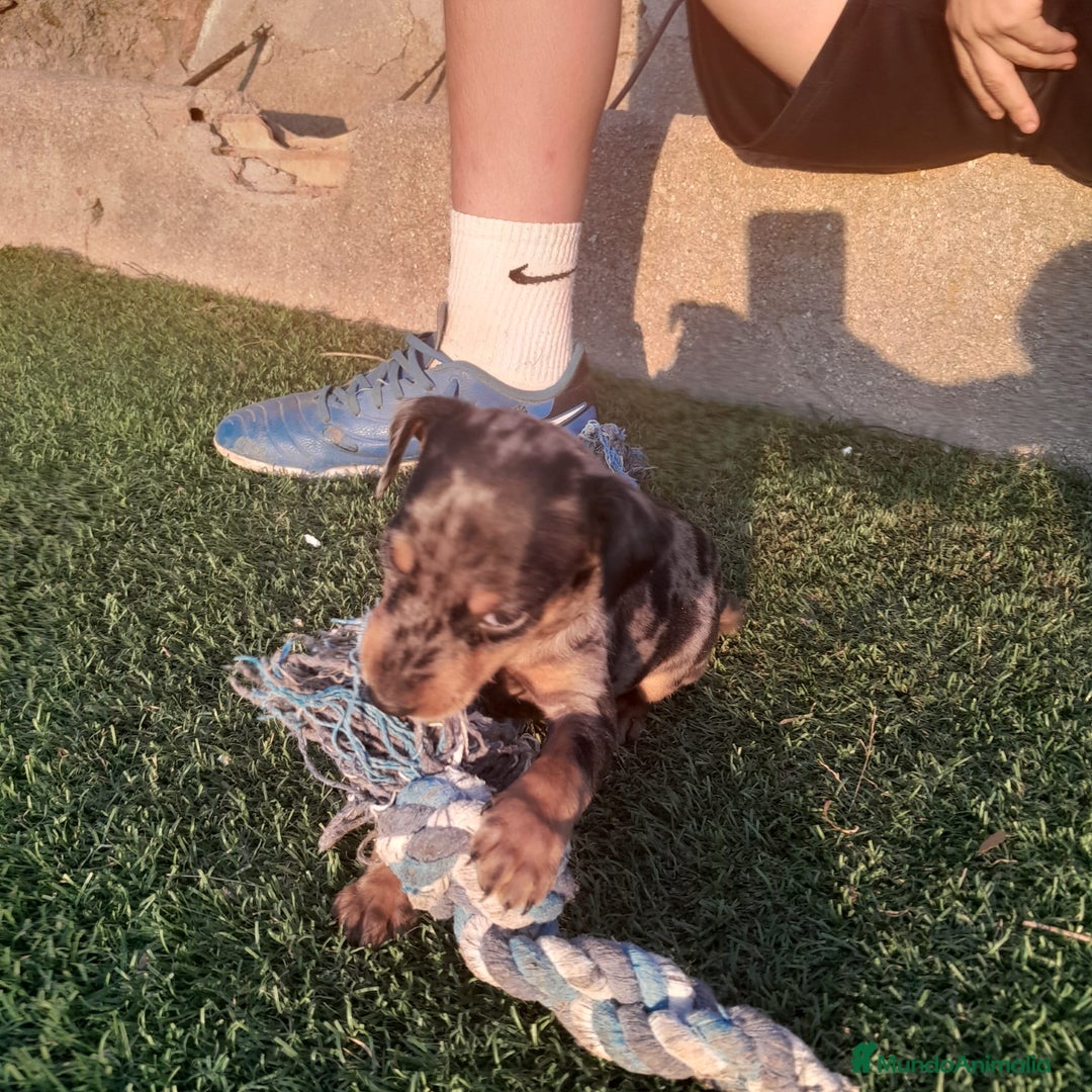 Pinscher Miniatura perros en venta: MINI PINCHER  - Imagen 7