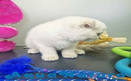 Scottish Fold gatos en venta: Scottish Fold Macho 7912 AQUANATURA - Imagen 3