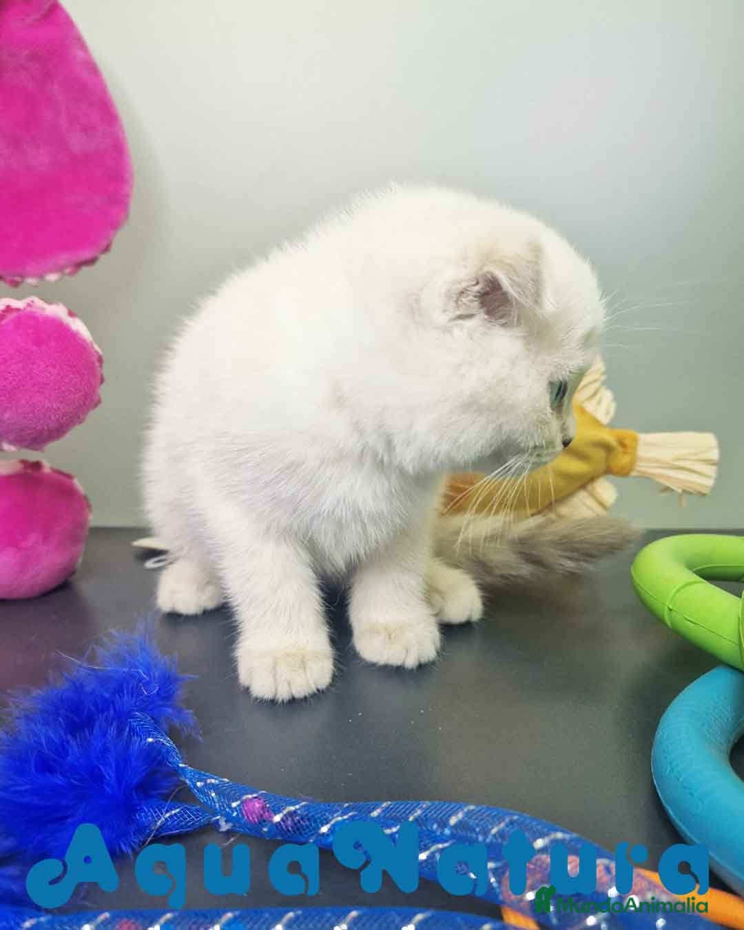 Scottish Fold gatos en venta: Scottish Fold Macho 7912 AQUANATURA - Imagen 3