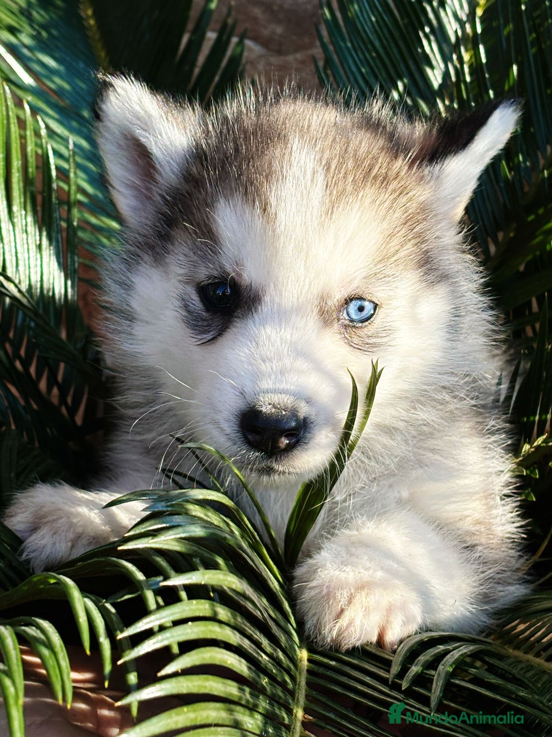 Husky Siberiano perros en venta: Husky Siberiano - Imagen 3