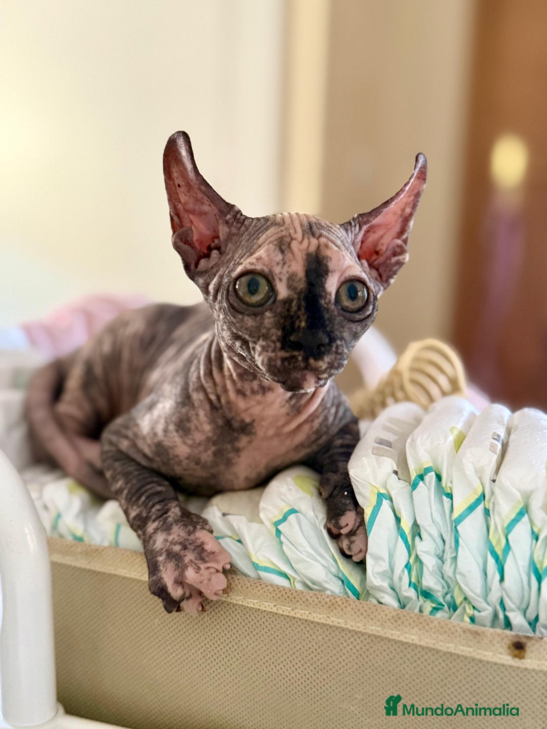 Sphynx gatos en venta: Preciosa hembrita tortuga  - Imagen 2