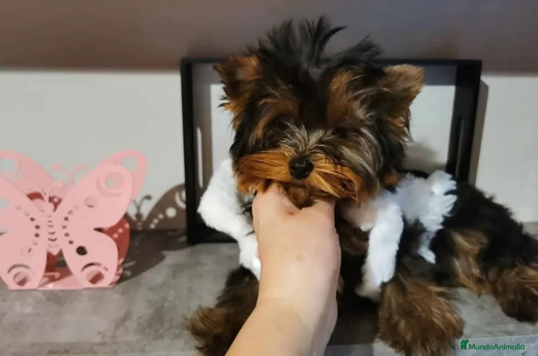 Yorkshire Terrier perros en venta: Yorkshire terrier - Anuncio 4
