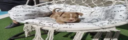 American Bully perros en venta: American Bully  - Anuncio 4