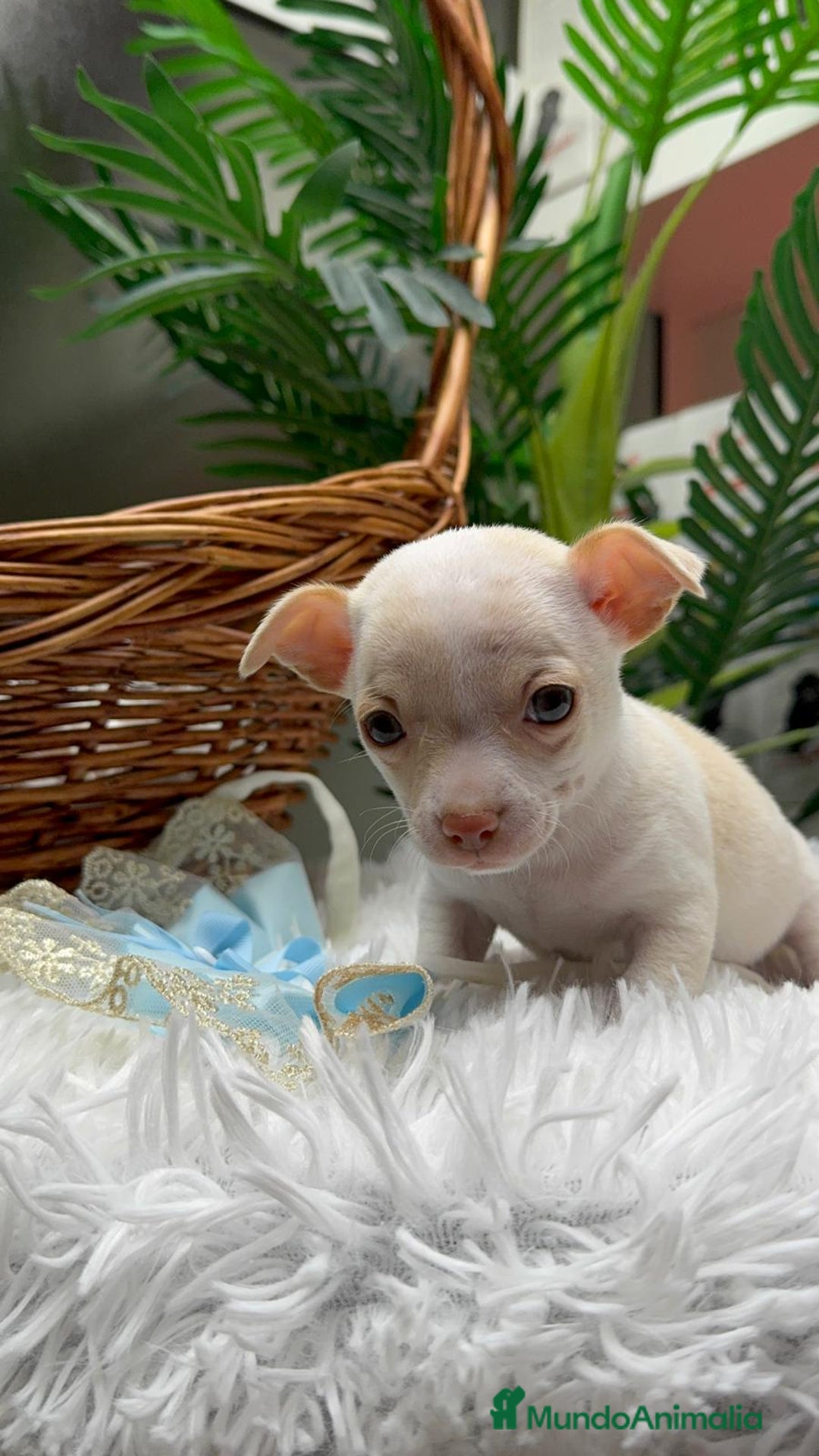 Chihuahua perros en venta: CHIHUAHUA MACHO - Anuncio 10