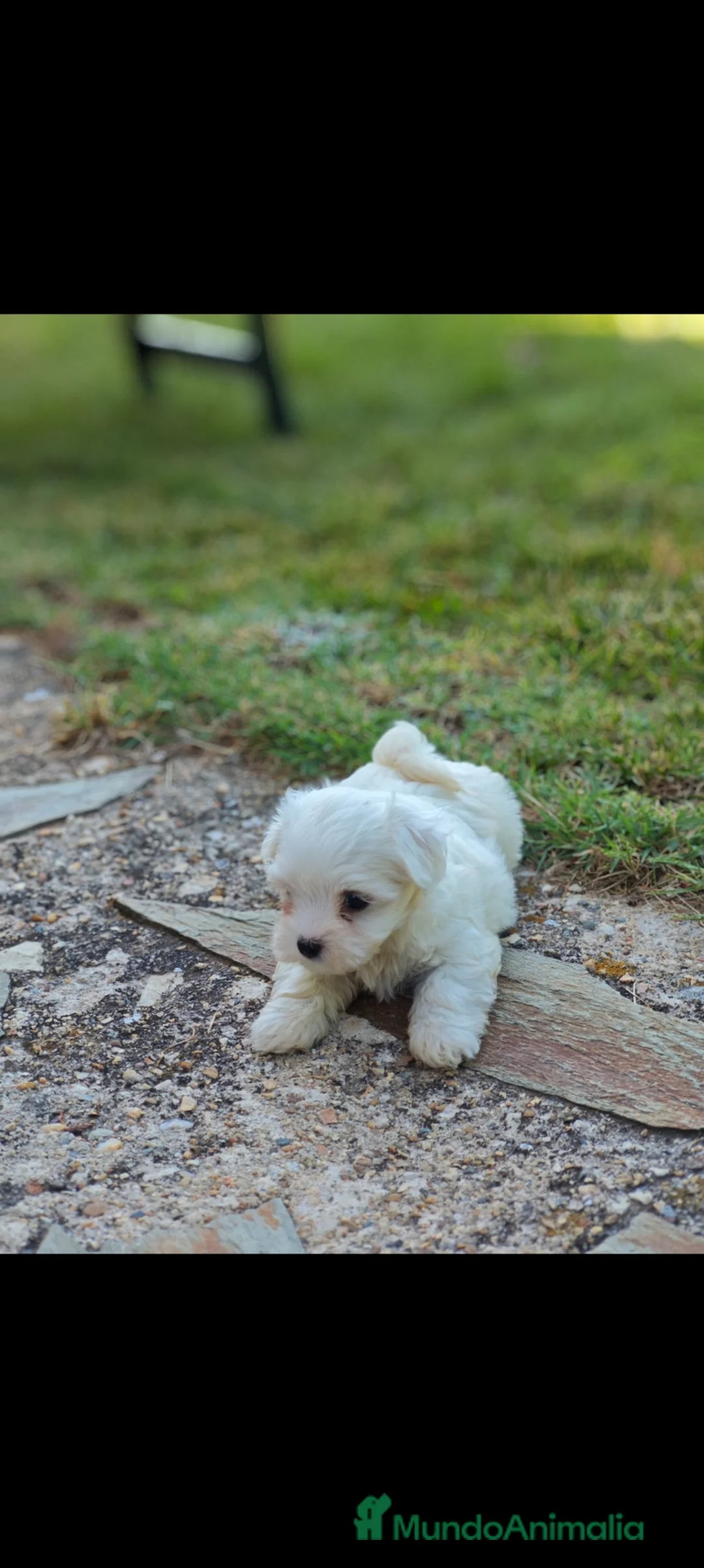 Bichón Maltés perros en venta: Bichón maltés  - Anuncio 2