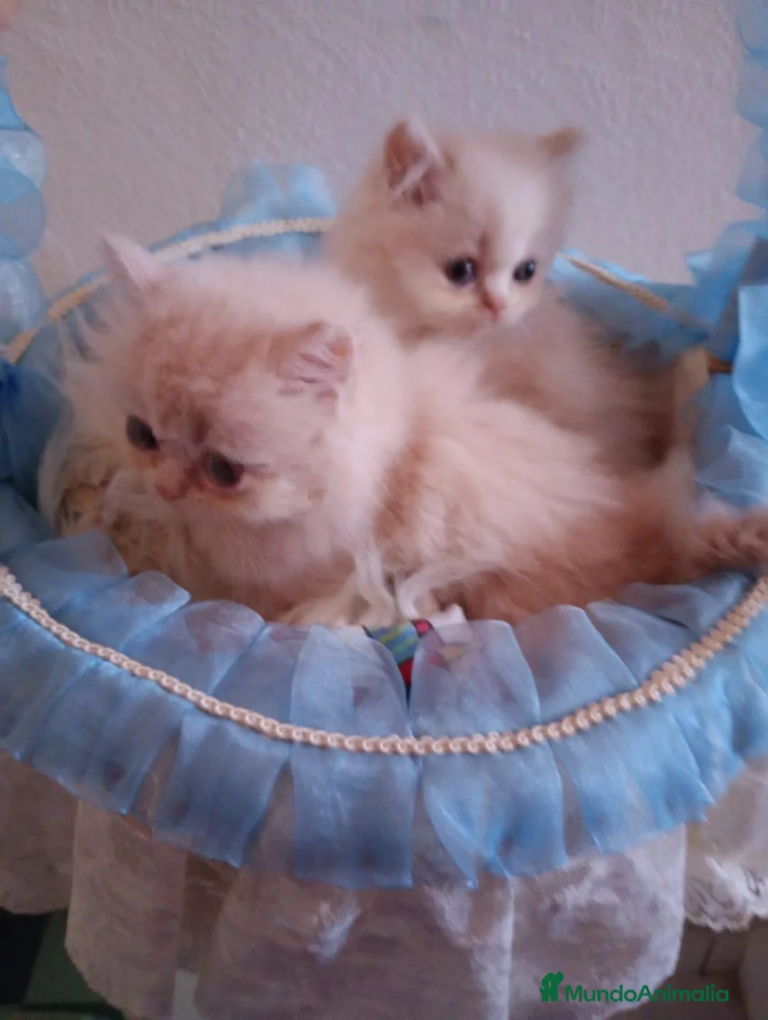 Persa gatos en venta: Gatitos persa himalayo  - Anuncio 17