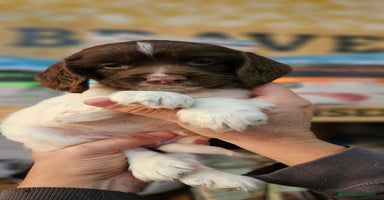 English Springer Spaniel perros Springer spanish - Anuncio 1