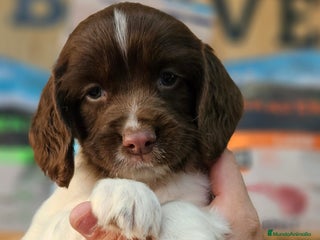 English Springer Spaniel perros Springer spanish - Anuncio 3
