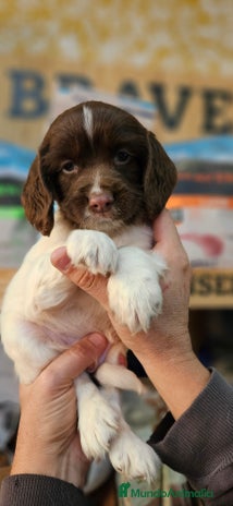 English Springer Spaniel perros Springer spanish - Anuncio 3