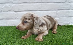 Teckel Miniatura perros en venta: Teckel mini arlequín pelo largo hembra  - Imagen 4