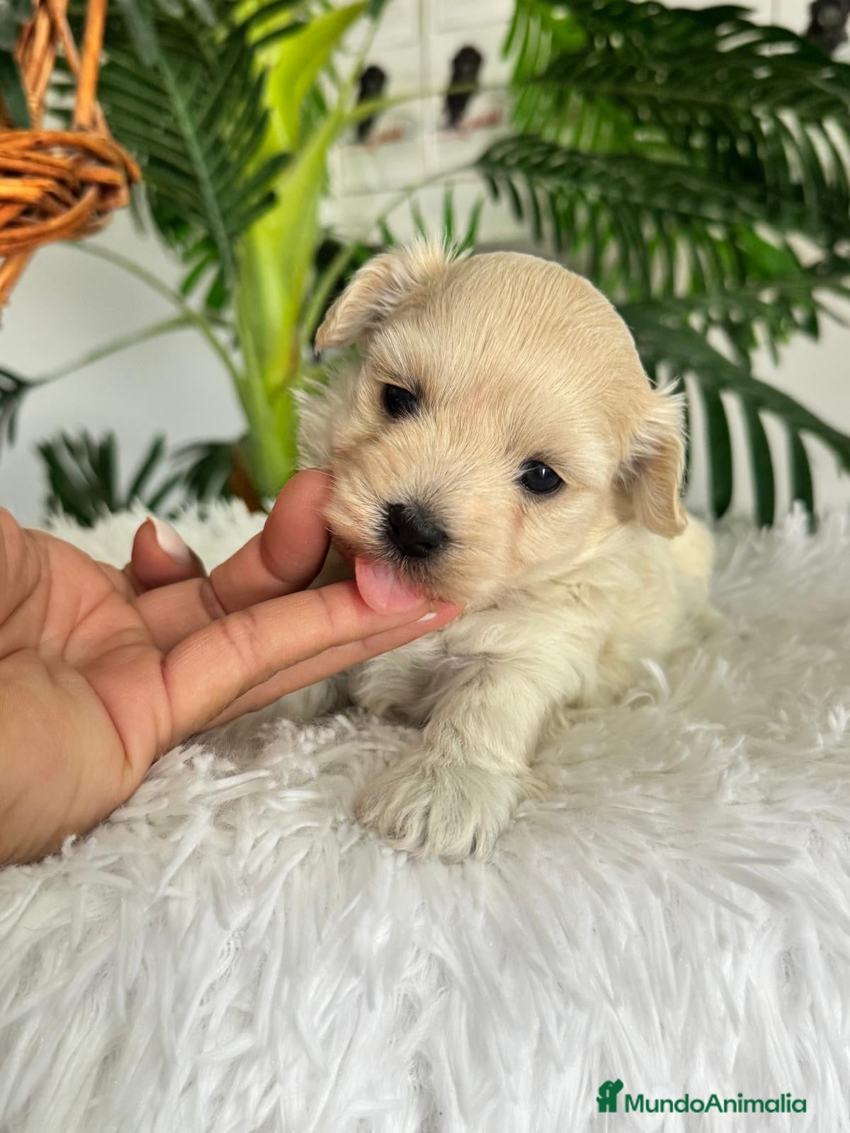 Maltipoo perros en venta: MALTIPOO HEMBRA - Anuncio 3