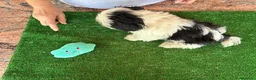 Shih Tzu perros en venta: Shihtzu blanco y negro - Anuncio 8