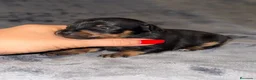 Pinscher Miniatura perros en venta: Pinscher miniatura - Anuncio 29
