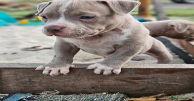 American Bully perros - Anuncio 7
