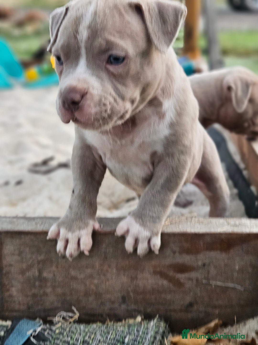 American Bully perros en venta: American bully pocket . Abkc  - Imagen 2