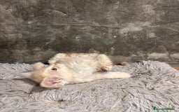 Maine Coon gatos en venta: Maine Coon Black Humo - Imagen 24