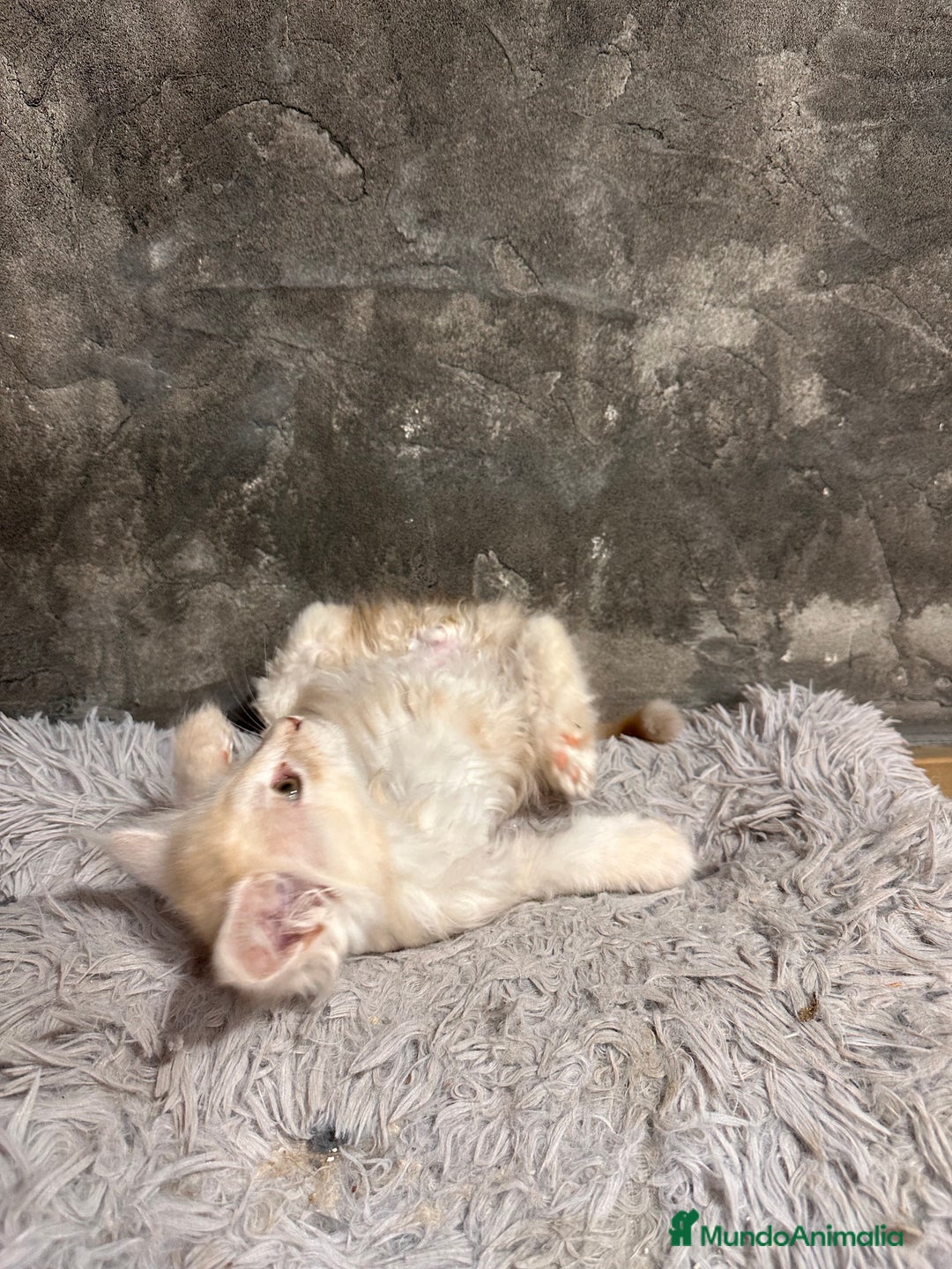 Maine Coon gatos en venta: Maine Coon Black Humo - Imagen 24