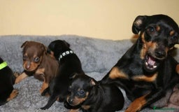 Pinscher Miniatura perros en venta: PINSCHER MINI DISPONIBLES  - Imagen 2