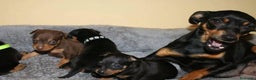 Pinscher Miniatura perros en venta: PINSCHER MINI DISPONIBLES  - Anuncio 2