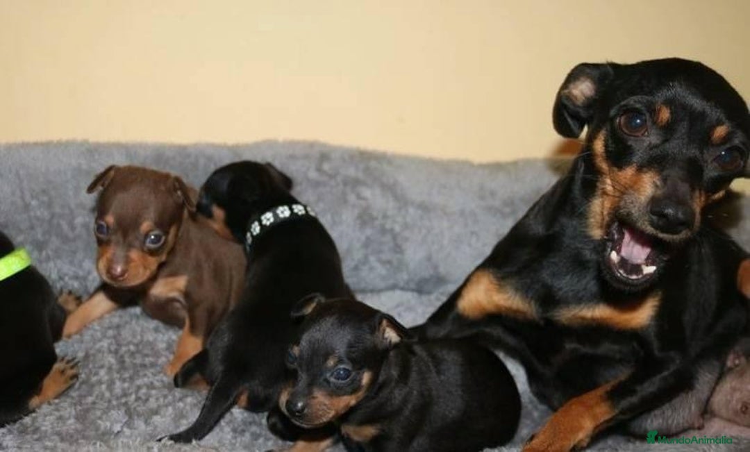 Pinscher Miniatura perros en venta: PINSCHER MINI DISPONIBLES  - Imagen 2