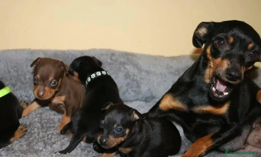 Pinscher Miniatura perros en venta: PINSCHER MINI DISPONIBLES  - Anuncio 2