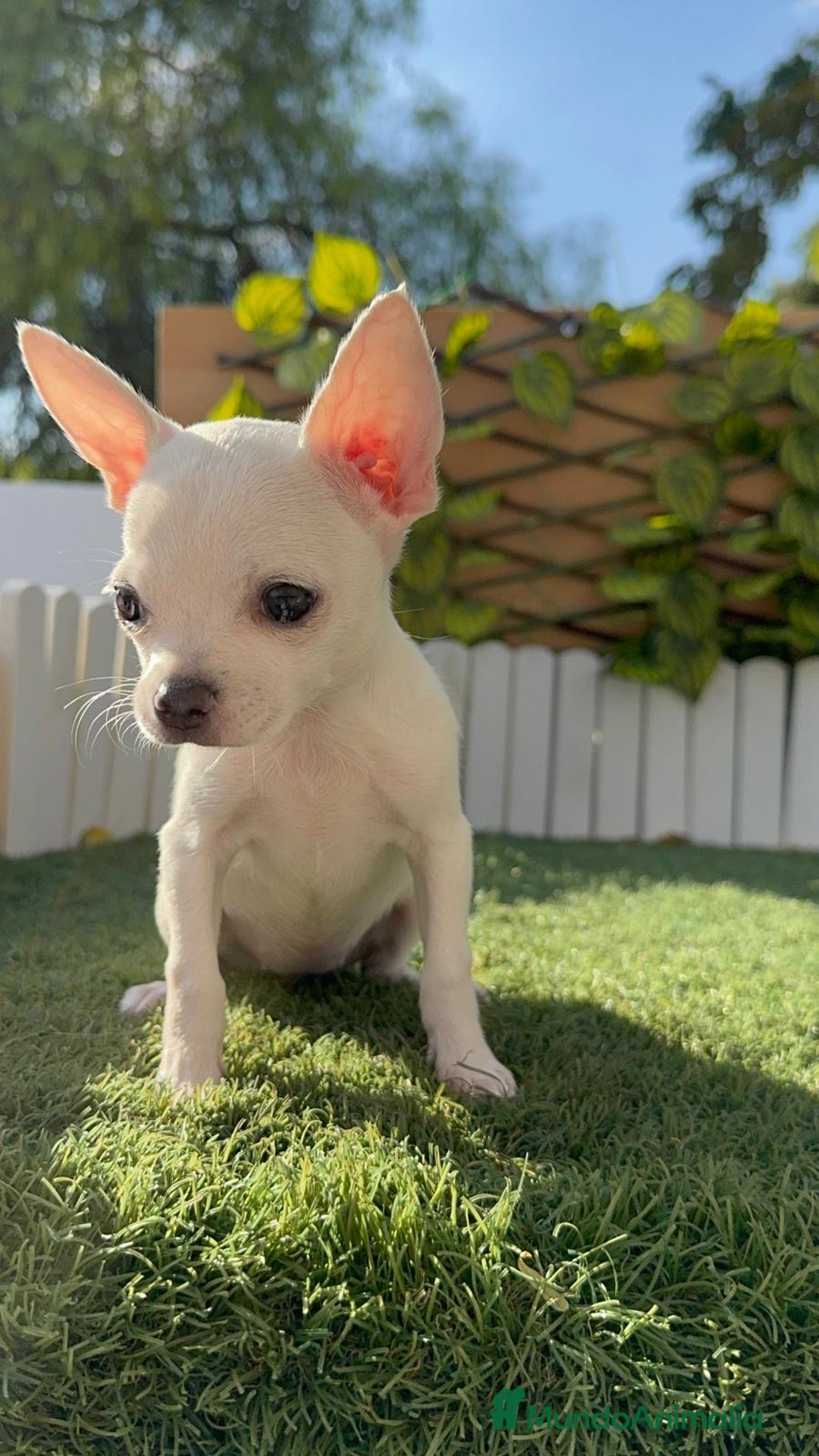 Chihuahua perros en venta: CHIHUAHUA HEMBRA BLANCA - Imagen 6